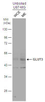 GLUT3 antibody
