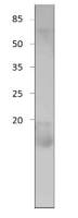 Cornichon antibody