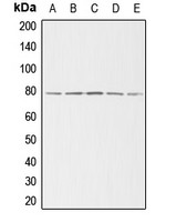 gamma Adducin antibody
