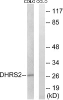 DHRS2 antibody