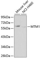 MTM1 antibody