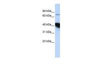 KIAA0427 antibody, N-term