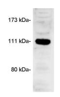 CASK antibody
