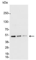 AU5 tag antibody