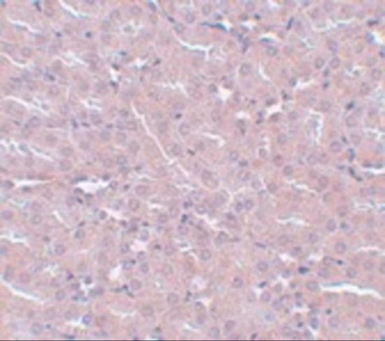 FRMPD2 antibody