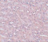 FRMPD2 antibody