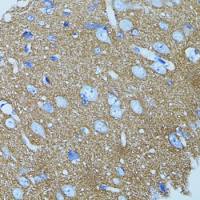 Syntaxin 1a antibody