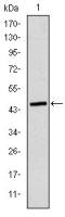 Apolipoprotein B antibody [6G6]