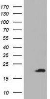 ADI1 antibody [3H6]