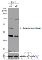 Guanine deaminase antibody