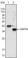 Wnt10b antibody [5A7]