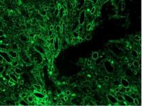 C4d  antibody [GT1354] (CF488)