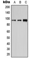 CD19 (phospho Tyr531) antibody