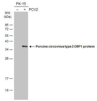 Porcine circovirus type 2 / PCV2 replicase antibody