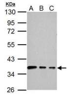 Connexin 40 antibody