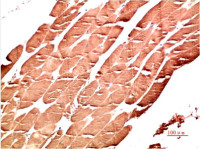 AMPK alpha 1 antibody [9G3]