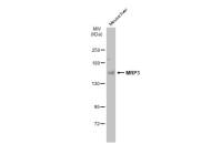 MRP3 antibody