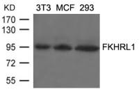 FOXO3A antibody