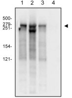 RPB1 antibody [4H8]