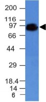 CD44 antibody [HCAM/918]