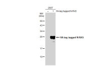 N-RAS antibody