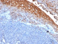 CD146 antibody [MUC18/1130]