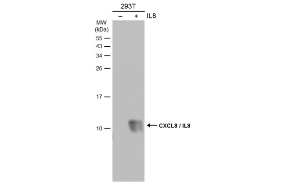 CXCL8 / IL8 antibody