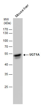 UGT1A antibody [C1C3]