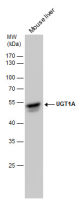 UGT1A antibody [C1C3]