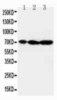MEKK2 antibody