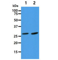 Adenylate kinase 2 antibody [AT7E7]