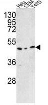 C9orf156 antibody, C-term