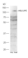 HSL antibody