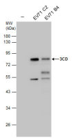 Enterovirus 71 3CD antibody