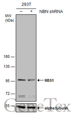 NBS1 antibody