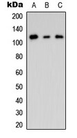 CNK2 antibody