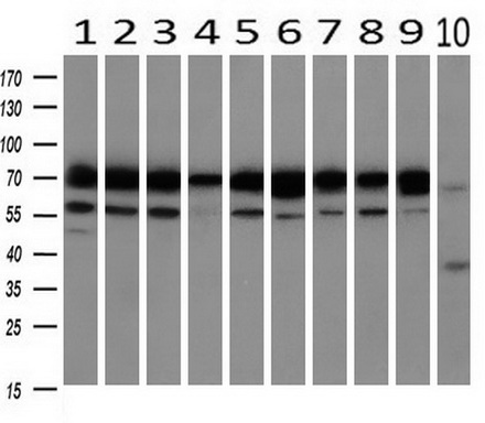 Grp75 antibody [4A1]