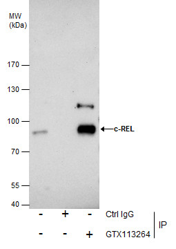 c-Rel antibody [N1N3]