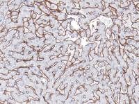 COL4A1 antibody [IHC549]