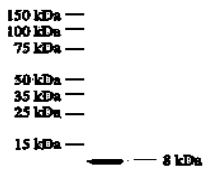 CXCL8 / IL8 antibody [I8-60]