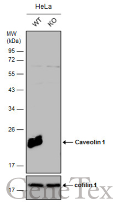 Caveolin 1 antibody [N1N3]