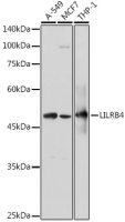LILRB4 antibody