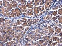 Calpastatin antibody