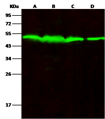PTP1B antibody [226]