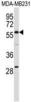 EHD1 antibody