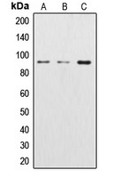 beta Catenin antibody