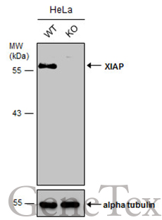XIAP antibody