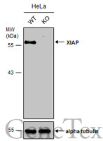 XIAP antibody