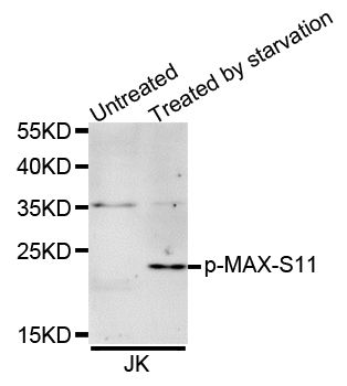 MAX (phospho Ser11) antibody