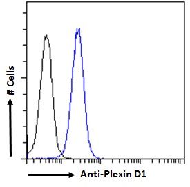 Plexin D1 antibody, Internal